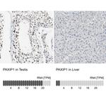 PAXIP1 Antibody