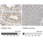 PSMD8 Antibody