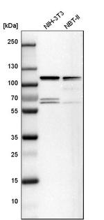 DAP5 Antibody in Western Blot (WB)