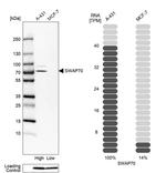 SWAP70 Antibody