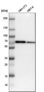 SWAP70 Antibody in Western Blot (WB)