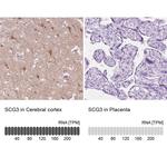 SCG3 Antibody