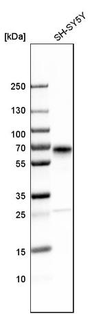 SCG3 Antibody in Western Blot (WB)