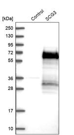 SCG3 Antibody in Western Blot (WB)