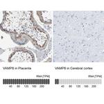 VAMP8 Antibody