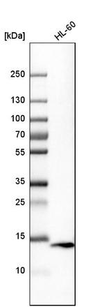 VAMP8 Antibody in Western Blot (WB)