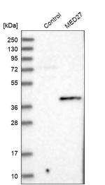 MED27 Antibody in Western Blot (WB)