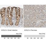 ACSL5 Antibody