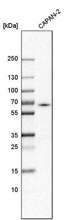 ACSL5 Antibody in Western Blot (WB)