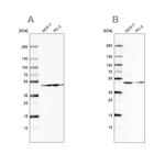 RDBP Antibody in Western Blot (WB)