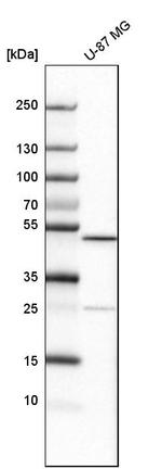 ALKBH5 Antibody in Western Blot (WB)