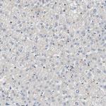 MAP4K2 Antibody in Immunohistochemistry (IHC)