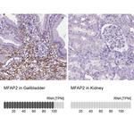 MFAP2 Antibody in Immunohistochemistry (IHC)