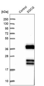 SGCG Antibody in Western Blot (WB)