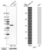 WIPI1 Antibody in Western Blot (WB)