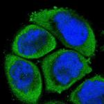 MEKK4 Antibody in Immunocytochemistry (ICC/IF)