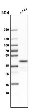 UBE2Z Antibody in Western Blot (WB)