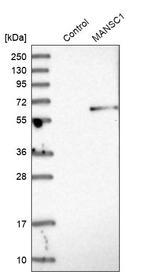 MANSC1 Antibody in Western Blot (WB)