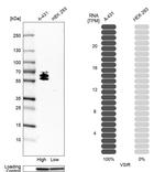 VISTA Antibody