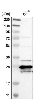 MTHFS Antibody in Western Blot (WB)