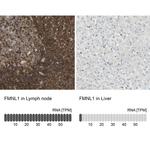 FMNL1 Antibody