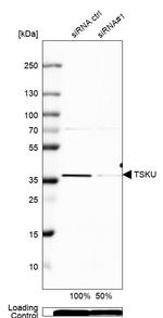 TSKU Antibody