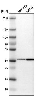 TSKU Antibody in Western Blot (WB)