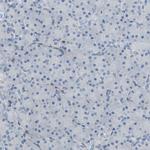 CRTAC1 Antibody in Immunohistochemistry (IHC)