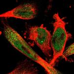 SELK Antibody in Immunocytochemistry (ICC/IF)