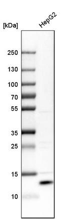 SELK Antibody in Western Blot (WB)