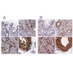 ISYNA1 Antibody in Immunohistochemistry (IHC)