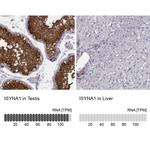 ISYNA1 Antibody