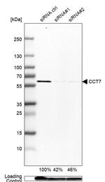 TCP-1 eta Antibody