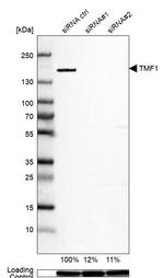 TMF1 Antibody