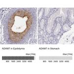 ADAM7 Antibody