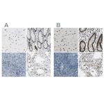 NFIA Antibody