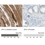 JPH1 Antibody