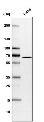 SHOC2 Antibody in Western Blot (WB)