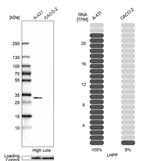 LHPP Antibody in Western Blot (WB)