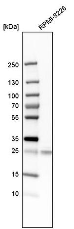 NDFIP1 Antibody in Western Blot (WB)