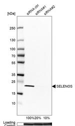 SELS Antibody in Western Blot (WB)