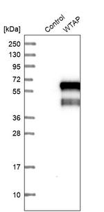 WTAP Antibody in Western Blot (WB)