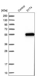 Synaptotagmin 4 Antibody in Western Blot (WB)