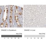 DNASE1 Antibody in Immunohistochemistry (IHC)