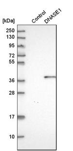 DNASE1 Antibody in Western Blot (WB)