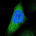 ABHD3 Antibody in Immunocytochemistry (ICC/IF)