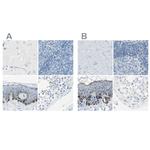 DCT Antibody in Immunohistochemistry (IHC)