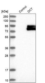 DCT Antibody in Western Blot (WB)