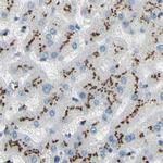 B4GALT1 Antibody in Immunohistochemistry (IHC)