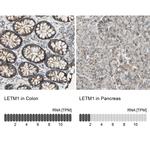 LETM1 Antibody